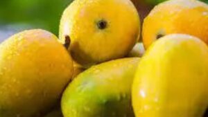 Apcha Dussehra Mango is the World’s World with the first exports with exports