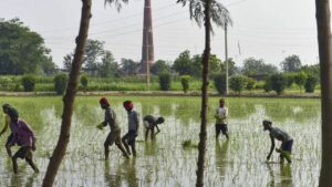 Kharif Paddy Sow 58 percent to 13.22 lakh hectares until June 20